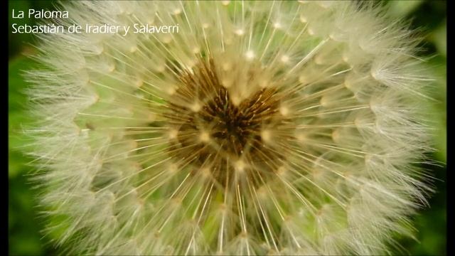 LA PALOMA - Letra смотреть онлайн