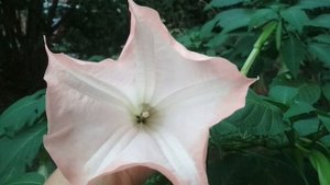 Сочи . Цветок.   Бругмансия,  очень красивый.