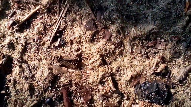 Муравьи сожрали слепня смотреть онлайн