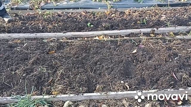 КАК МЫ КОПАЕМ ГРЯДКИ КОРОБА ПОД ПОСАДКУ ЧЕСНОКА ЗА 5 МИНУТ смотреть онлайн