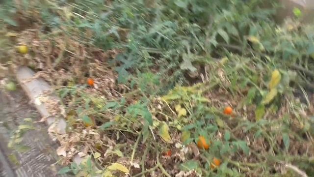 Обзор огорода в сентябре. Как выглядят теплицы и гряды с томатами.