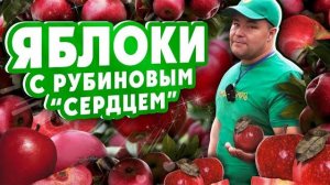 ЯБЛОКИ С РУБИНОВЫМ 'СЕРДЦЕМ'! Красномясые яблони