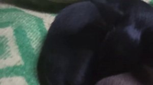 Кто как спит...?