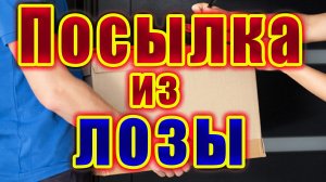 Посылка из Лозы | Московская область | Диагноз Жить