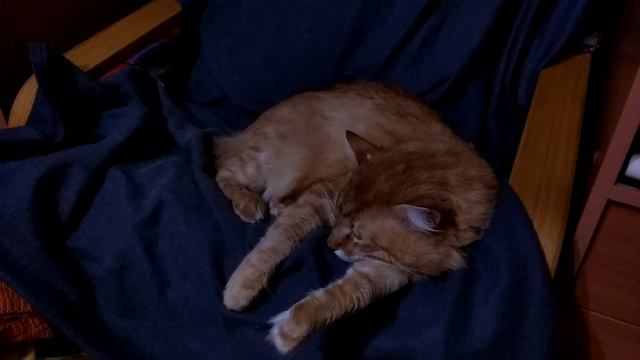 Кот дергается во сне