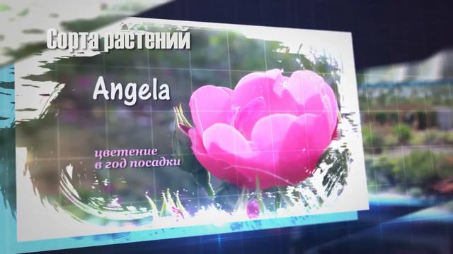 Садовая видеошкола