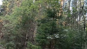 Охота на рябчика в Ленинградской области 2023