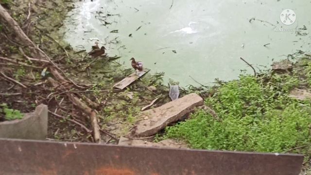 Иртыш, зоопарк Большереченский. смотреть онлайн