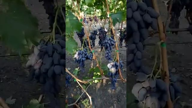 Виноград Граф Монтекристо, Ромео, Осенний Королевский Оригинал чёрный, Руслан. 4 сентября 2018 г. смотреть онлайн