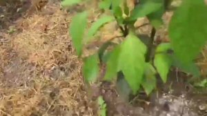ПЕРВЫЕ ПЛОДЫ ПЕРЦЕВ ХАЛАПЕНЬО/ ВЫРАЩИВАНИЕ ПЕРЦЕВ В ТЕПЛИЦЕ/УДОБРЯЕМ ПЕРЦЫ! #халапеньо #biogrow