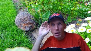 ЁЖИК ПОДСКАЗАЛ ГДЕ КОПАТЬ! Коп монет 2021 с металлоискателем Equinox 600