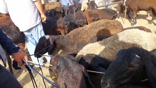 Куй Бозор  Шахритуз Мархамат Туй Учун Кучкор Куйлар Тезда Куринг 20 августа 2023 г.