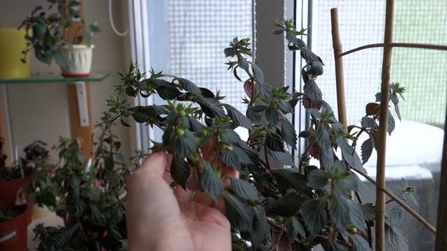 Ошибки при выращивании ахименесов: поздняя посадка и ее результаты смотреть онлайн