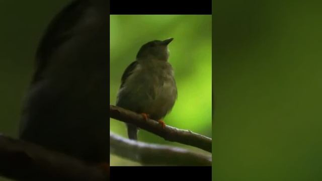 Прекрасные звуки природы (пение птиц, кузнечики, сверчки) для сна