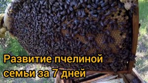 Развитие пчелиной семьи за семь дней. Время ставить второй корпус (720p).mp4