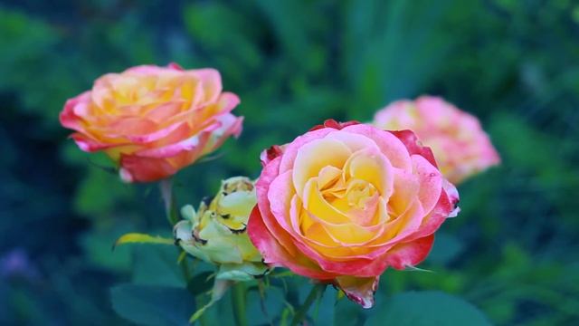 Розы на поляне в саду | Футажи красивая природа [FullHD] смотреть онлайн