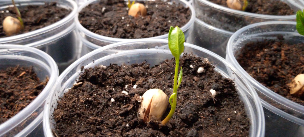 Фисташка Акбари на 10 день. Саженцы иранской фисташки | Small Gardens