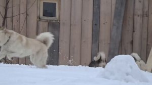 Лайки играют в чехарду.04.03.2019