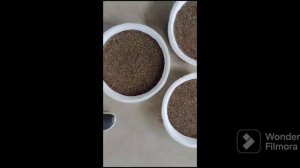 Petunia Seeds Germinate Karne Ka Tareeka