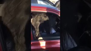 2 Прайда МТ 12 и мост усей урал PT1 3000