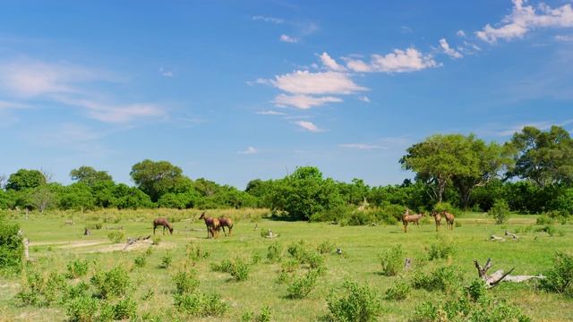 Amazing Wildlife - 8K Documentary Film about Wild Animals of Okavango Delta Botswana