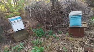 Где ставить ловушки для пчёл роёв