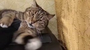 самая злая кошка в мире