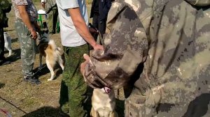 54-Я КУРСКАЯ ОБЛАСТНАЯ ВЫСТАВКИ СОБАК ОХОТНИЧЬИХ ПОРОД ( ЗСЛ, Ч. 3( описание) ) 12.09.2020