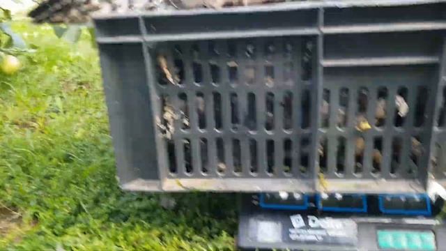 Индюки Биг-6 и Бронза708. Вес в возрасте 5мес. смотреть онлайн