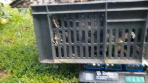 Индюки Биг-6 и Бронза708. Вес в возрасте 5мес.