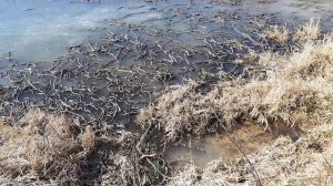 Плывущая подо льдом ондатра