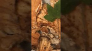 Гриб трутовик похожий на гриб «Куриное мясо».Съедобный или нет?!