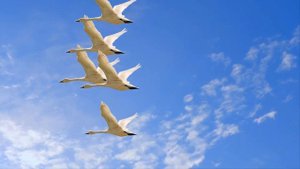Футаж. Стая белых лебедей летит на Юг
