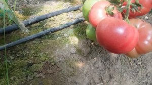 Крупный, урожайный розовый томат ТОМ 02047 F1 (27-05-2018)