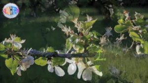 ПЕСНЯРЫ. Мой родны кут