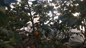 Лимонарий в селе Червоное Сакский район-купили свежих лимонов