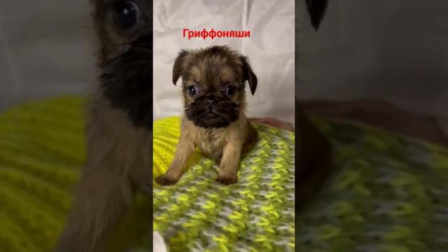 #щенки #брюссельскийгриффон смотреть онлайн