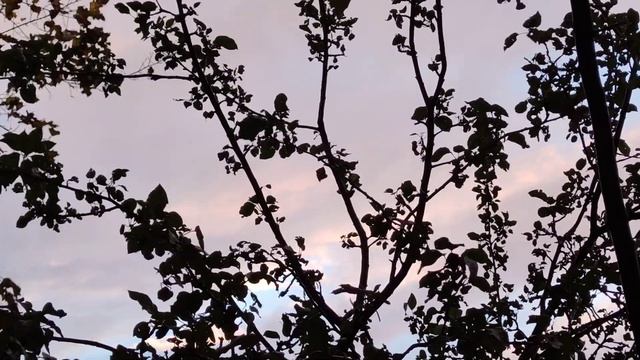 VID 20231014 175657 Хорош ли, дурен слог, в сонетах сих...(Пьер де Ронсар) Павел Васильев Лахтински смотреть онлайн