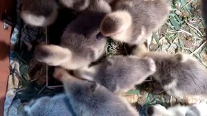 Выращивание гусят. День 8-й Growing geese