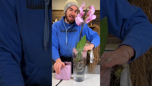 Wie ein Profi Orchideen richtig giesst смотреть онлайн