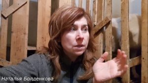 Как определить беременна-ли коза!