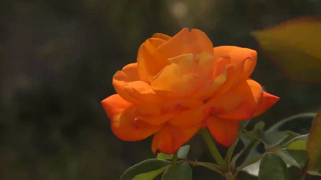 Мій Харків. Випуск №13 Харківська соборна мечеть смотреть онлайн