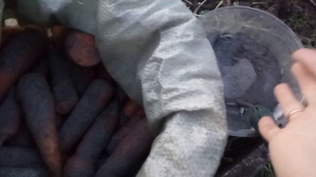 ПОДГОТОВКА МОРКОВИ И СВЕКЛЫ НА ЗИМНЕЕ ХРАНЕНИЕ, ОТЛИЧНЫЙ СПОСОБ! смотреть онлайн