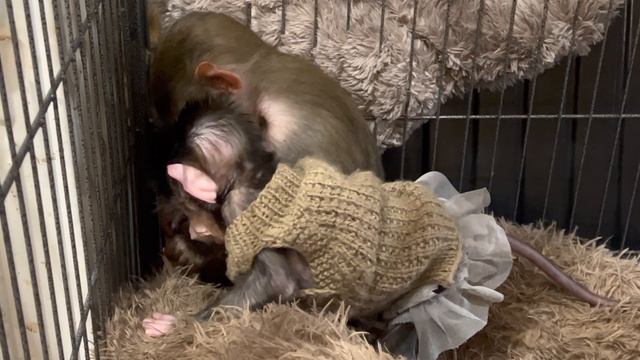 Посмотрите КАК ведут себя Люся и Степка когда никто их не видит))) смотреть онлайн