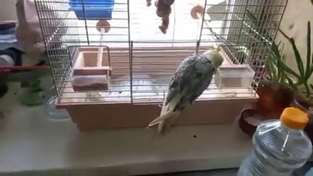 Кеше понравилась новая кормушка.🦜 смотреть онлайн