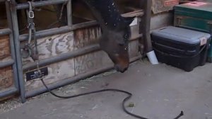 Лошадь использует инструмент для добывания еды. Tool use in a horse