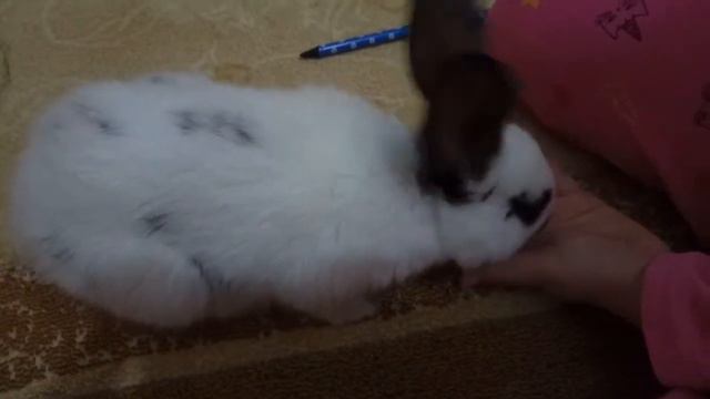 Кролик Бафи лижет руку. Веселая игра с кроликом смотреть онлайн