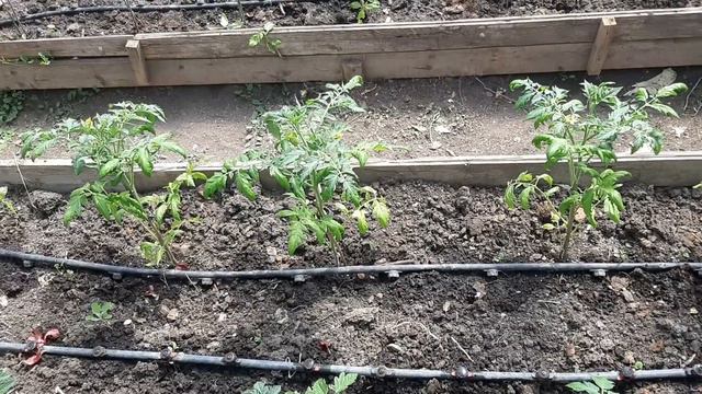 Грижи за доматите след засаждане смотреть онлайн