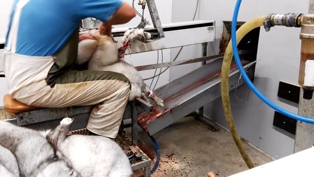 Снятия шкуры с песца смотреть онлайн