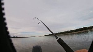 Рыбалка на ХИЩНИКА в сентябре/ СТЕРЛЯДЬ на троллинг/ Обь